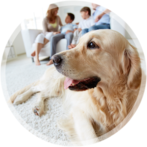 Pet Urine & Odor Removal