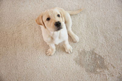 Pet Urine & Odor Removal